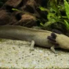 Pátzcuaro-Querzahnmolch, Ambystoma dumerilii