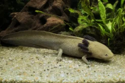 Pátzcuaro-Querzahnmolch, Ambystoma dumerilii