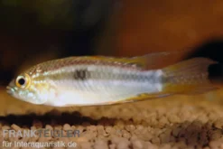 Pucallpa-Zwergbuntbarsch, Apistogrammoides pucallpaensis, gemischt