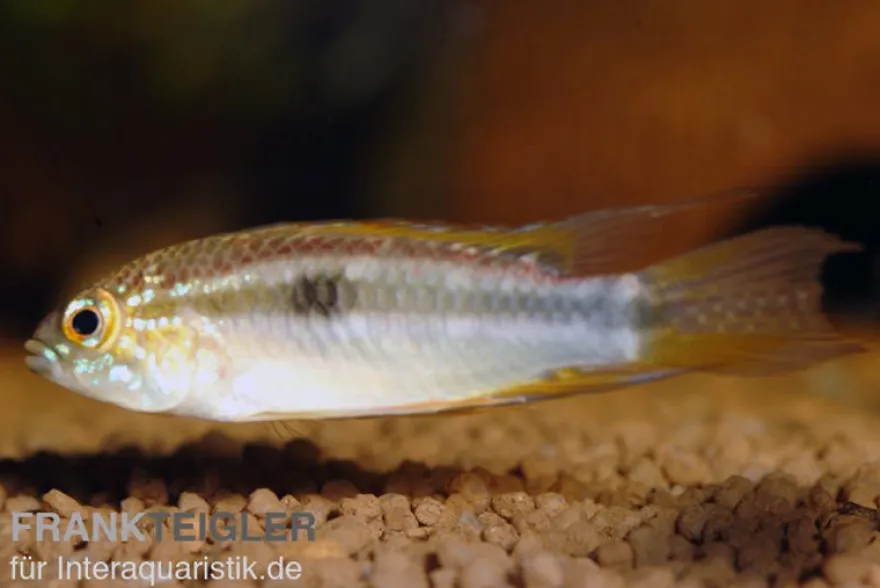 Pucallpa-Zwergbuntbarsch, Apistogrammoides pucallpaensis, gemischt