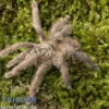 Puerto Rico Baumvogelspinne, Caribena laeta