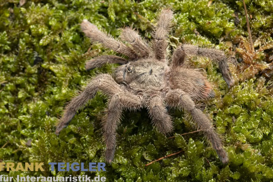 Puerto Rico Baumvogelspinne, Caribena laeta