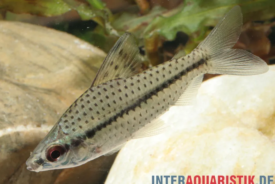 Punktierter Kopfsteher, Chilodus punctatus