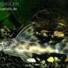 Punktierter Zwergschilderwels, L006, Peckoltia oligospila