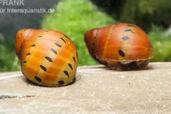 Punktnapfschnecke, Neritina semiconica