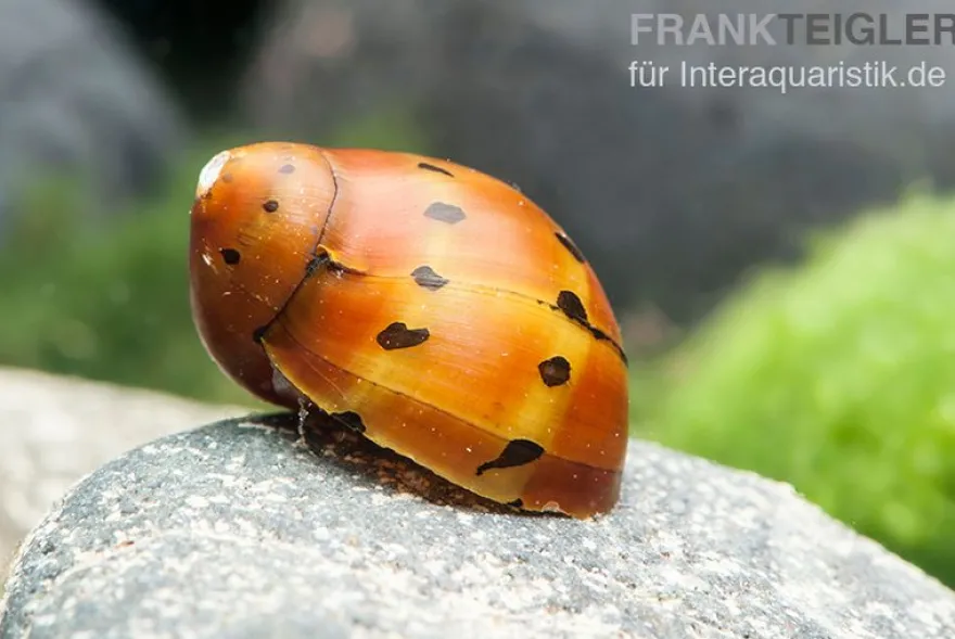 Punktnapfschnecke, Neritina semiconica