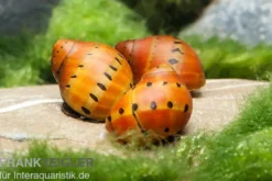 Punktnapfschnecke, Neritina semiconica