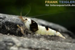 Pure Black Line Garnele, Grade A-S Mix, Caridina logemanni