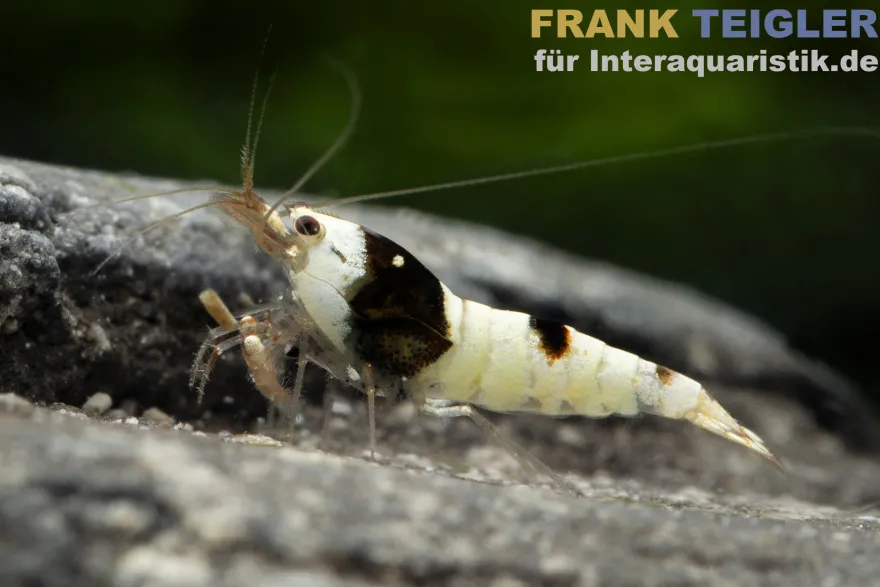Pure Black Line Garnele, Grade A-S Mix, Caridina logemanni