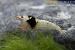 Pure Black Line Garnele, Grade A-S Mix, Caridina logemanni