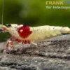 Pure Red Line Garnele, Grade A-S Mix, Caridina logemanni