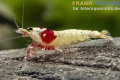 Pure Red Line Garnele, Grade A-S Mix, Caridina logemanni
