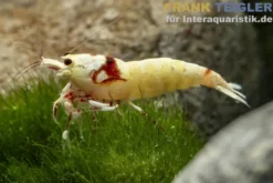 Pure Red Line Garnele, Grade A-S Mix, Caridina logemanni