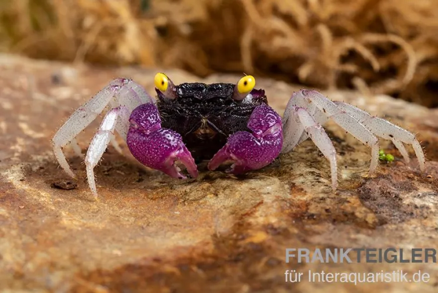 Purpuralba-Vampirkrabbe, Geosesarma sp. lilaweiss, Zufällig ausgewählt