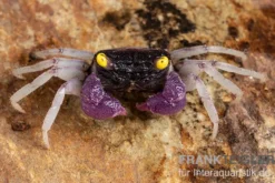 Purpuralba-Vampirkrabbe, Geosesarma sp. lilaweiss, Zufällig ausgewählt