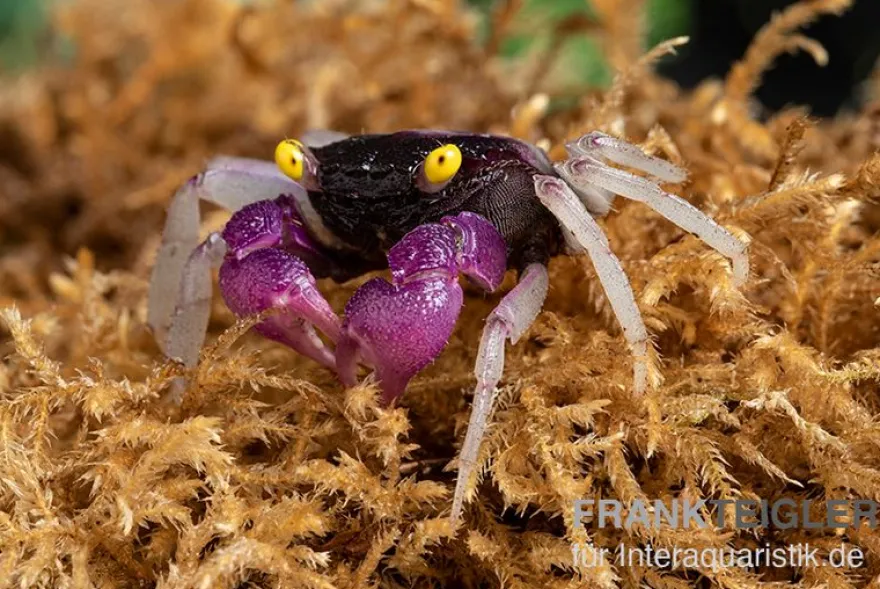 Purpuralba-Vampirkrabbe, Geosesarma sp. lilaweiss, Zufällig ausgewählt