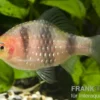 Purpurkopfbarbe, Puntius nigrofasciatus (Pethia nigrofasciata) S