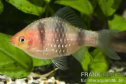 Purpurkopfbarbe, Puntius nigrofasciatus (Pethia nigrofasciata) S