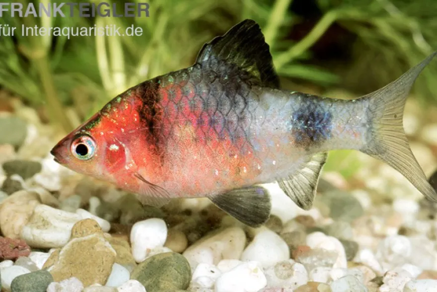 Purpurkopfbarbe, Puntius nigrofasciatus (Pethia nigrofasciata) S