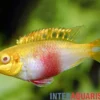 Purpurprachtbarsch Albino, Pelvicachromis pulcher