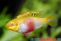 Purpurprachtbarsch Albino, Pelvicachromis pulcher