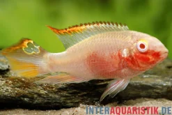 Purpurprachtbarsch Albino, Pelvicachromis pulcher