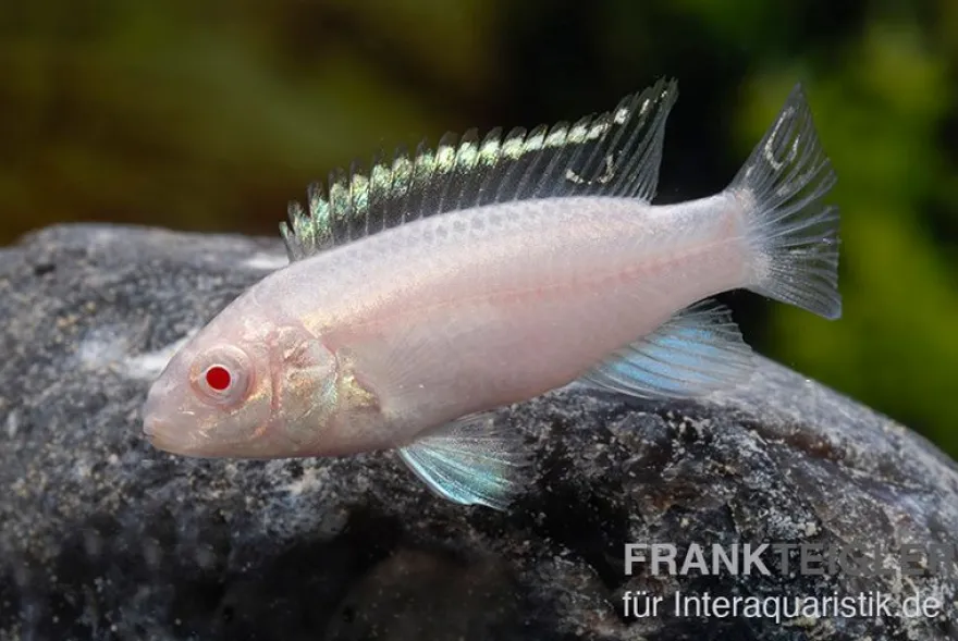 Purpurprachtbarsch Albino, Pelvicachromis pulcher