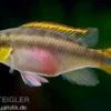 Purpurprachtbarsch, Pelvicachromis pulcher
