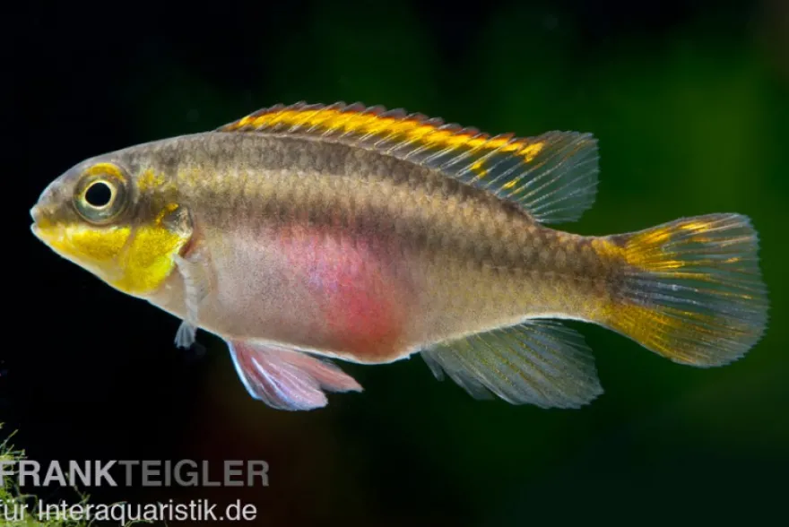 Purpurprachtbarsch, Pelvicachromis pulcher