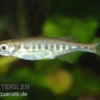 Purpurschlankbarbe, Devario auropurpureus