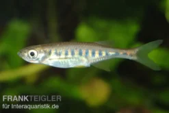 Purpurschlankbarbe, Devario auropurpureus