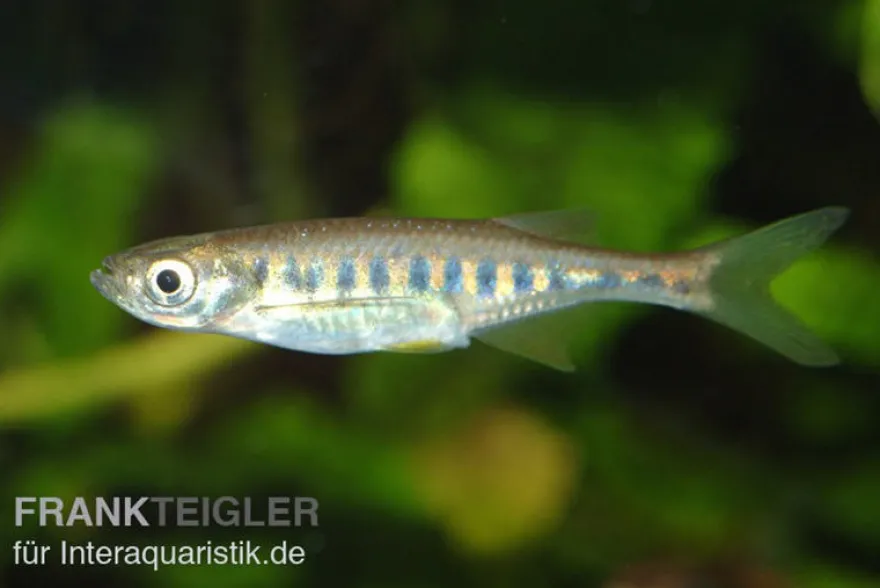 Purpurschlankbarbe, Devario auropurpureus