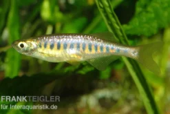 Purpurschlankbarbe, Devario auropurpureus