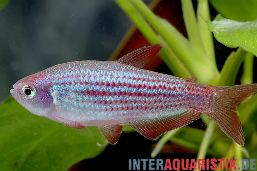 Purpurstreifen-Königssalmler, Inpaichthys parauapiranga
