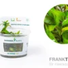 Purpur-Wasserkelch, Cryptocoryne x purpurea, In Vitro