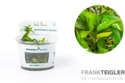 Purpur-Wasserkelch, Cryptocoryne x purpurea, In Vitro