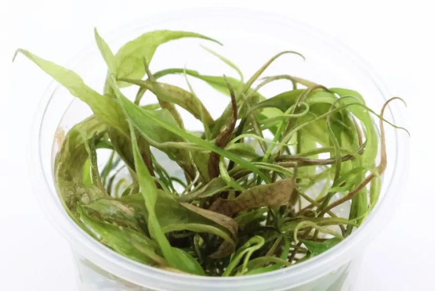 Purpur-Wasserkelch, Cryptocoryne x purpurea, In Vitro