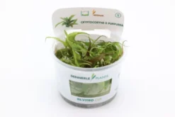 Purpur-Wasserkelch, Cryptocoryne x purpurea, In Vitro