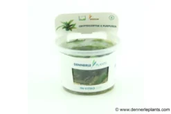 Purpur-Wasserkelch, Cryptocoryne x purpurea, In Vitro