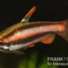 Purpurziersalmler, Nannostomus mortenthaleri