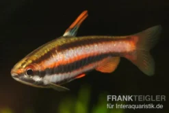 Purpurziersalmler, Nannostomus mortenthaleri