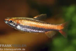 Purpurziersalmler, Nannostomus mortenthaleri