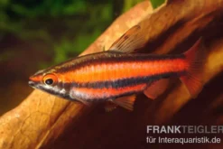 Purpurziersalmler, Nannostomus mortenthaleri