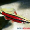 Purpur-Zwergziersalmler, Nannostomus rubrocaudatus