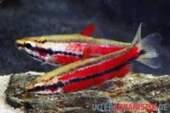 Purpur-Zwergziersalmler, Nannostomus rubrocaudatus