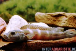 Quappenbuntbarsch, Teleogramma brichardi