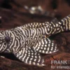Queen Arabesque Harnischwels, L260, Hypancistrus sp., 4-6 cm
