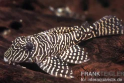 Queen Arabesque Harnischwels, L260, Hypancistrus sp., 4-6 cm