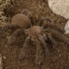 Queensland-Pfeifvogelspinne, Selenocosmia crassipes