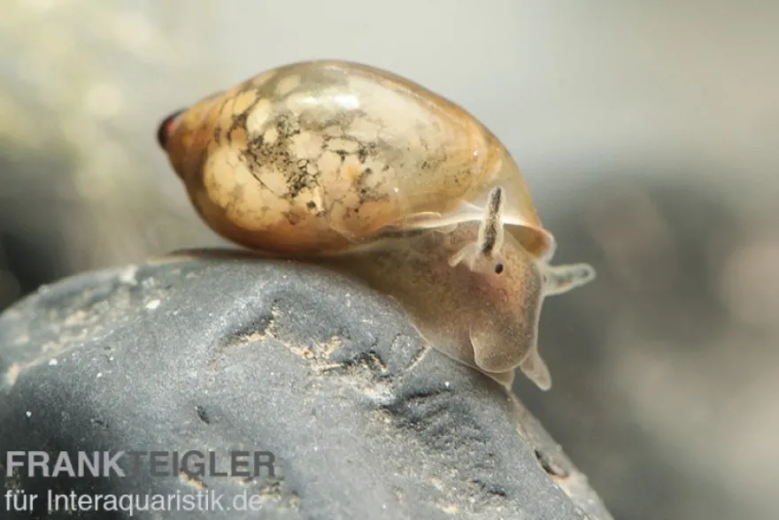 Quellblasenschnecke, Physa marmorata